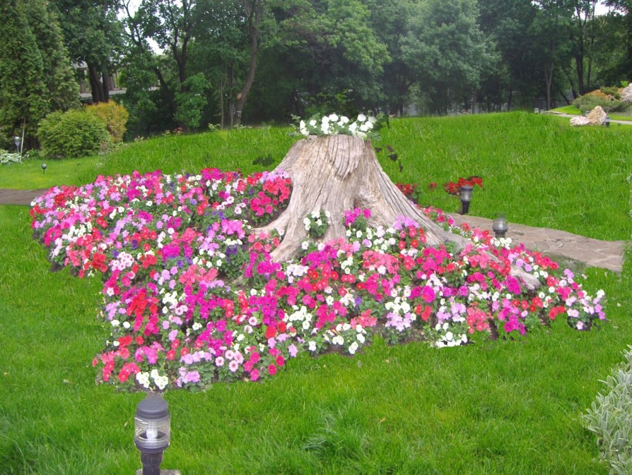 Моноклумба петуния