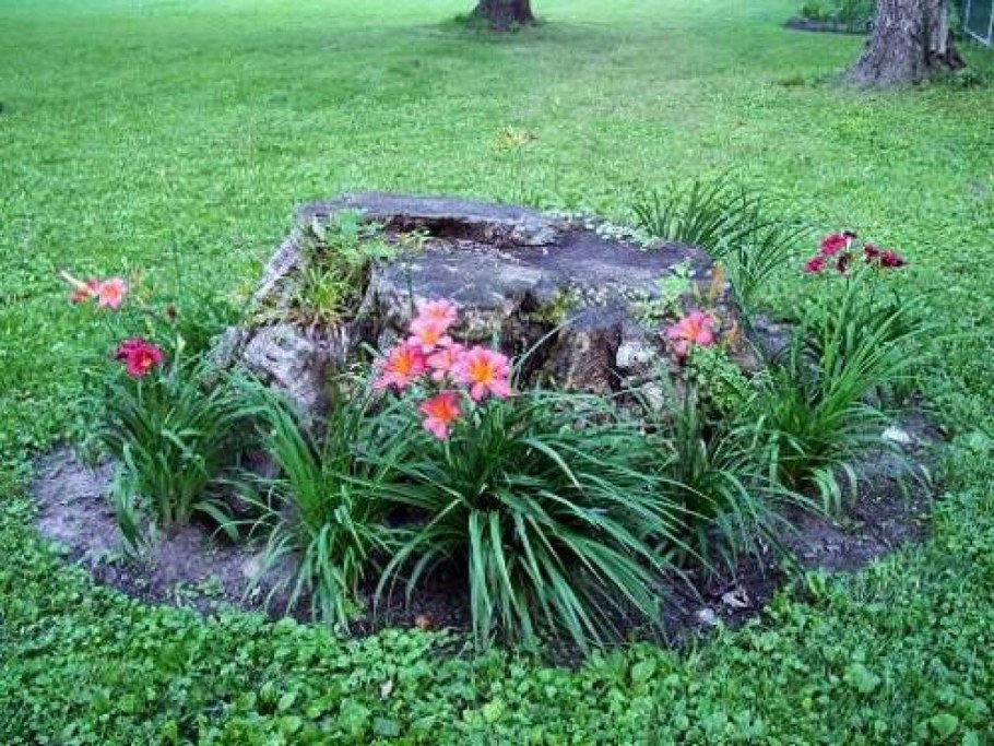 Барвинок в приствольном круге