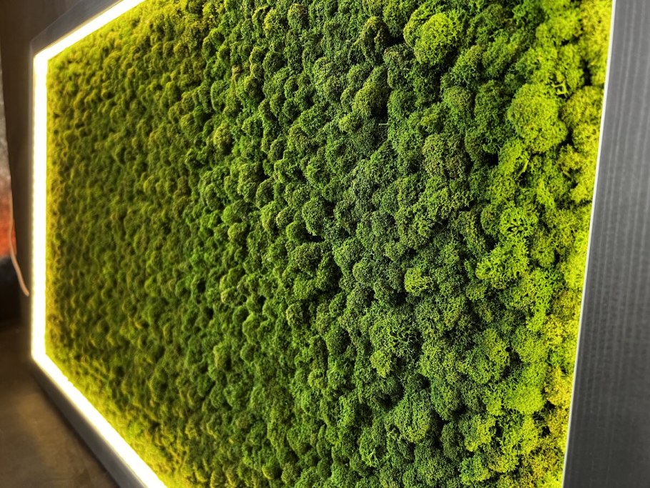 Мох ягель стабилизированный