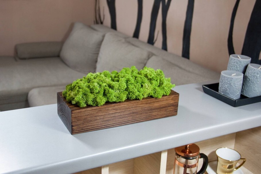 Бальзамированный мох