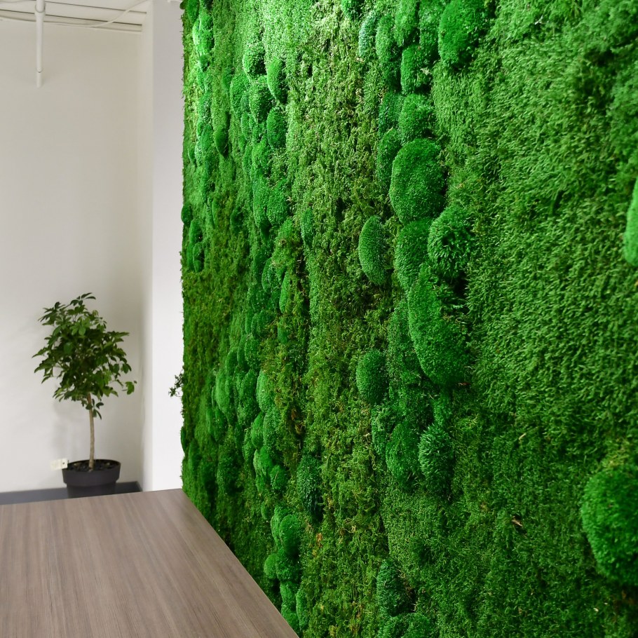 Фитостена мох стабилизированный