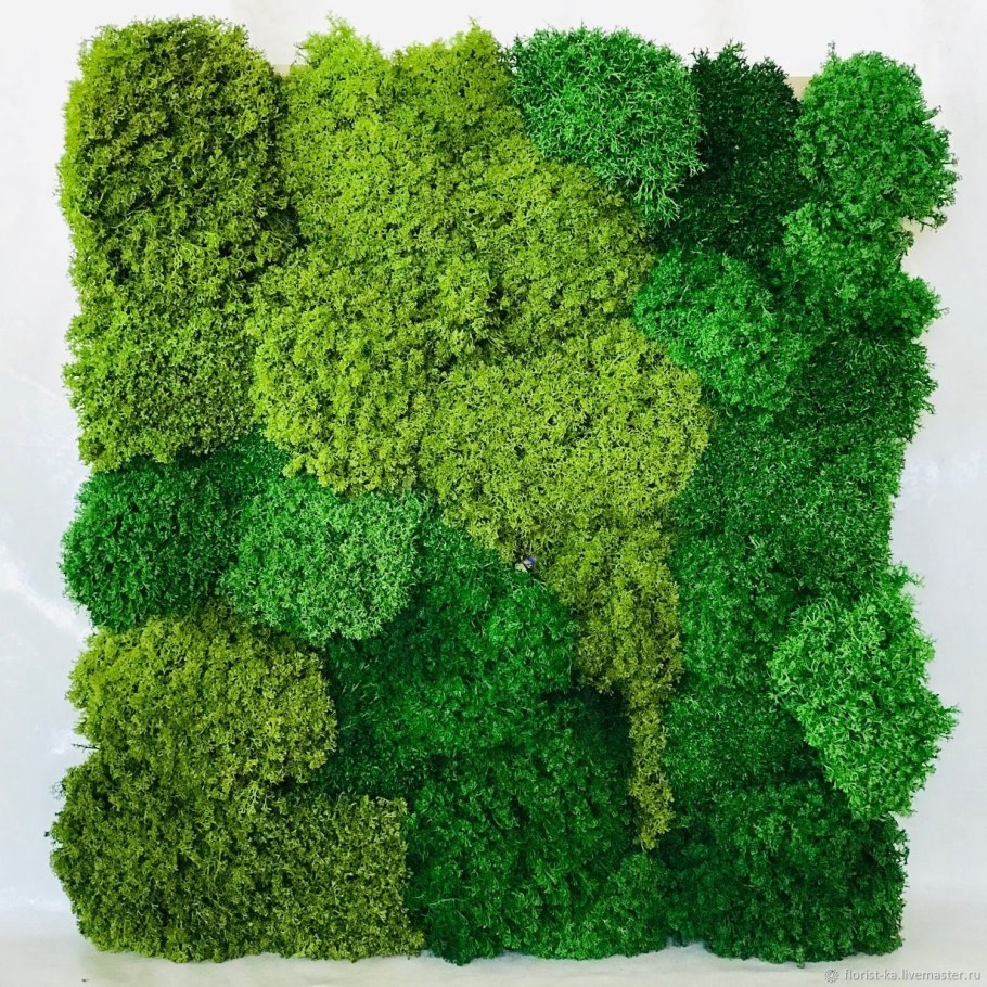 Мох кочками + ягель