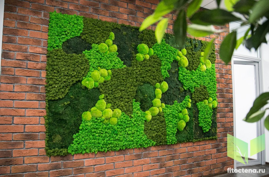 Фитостена мох