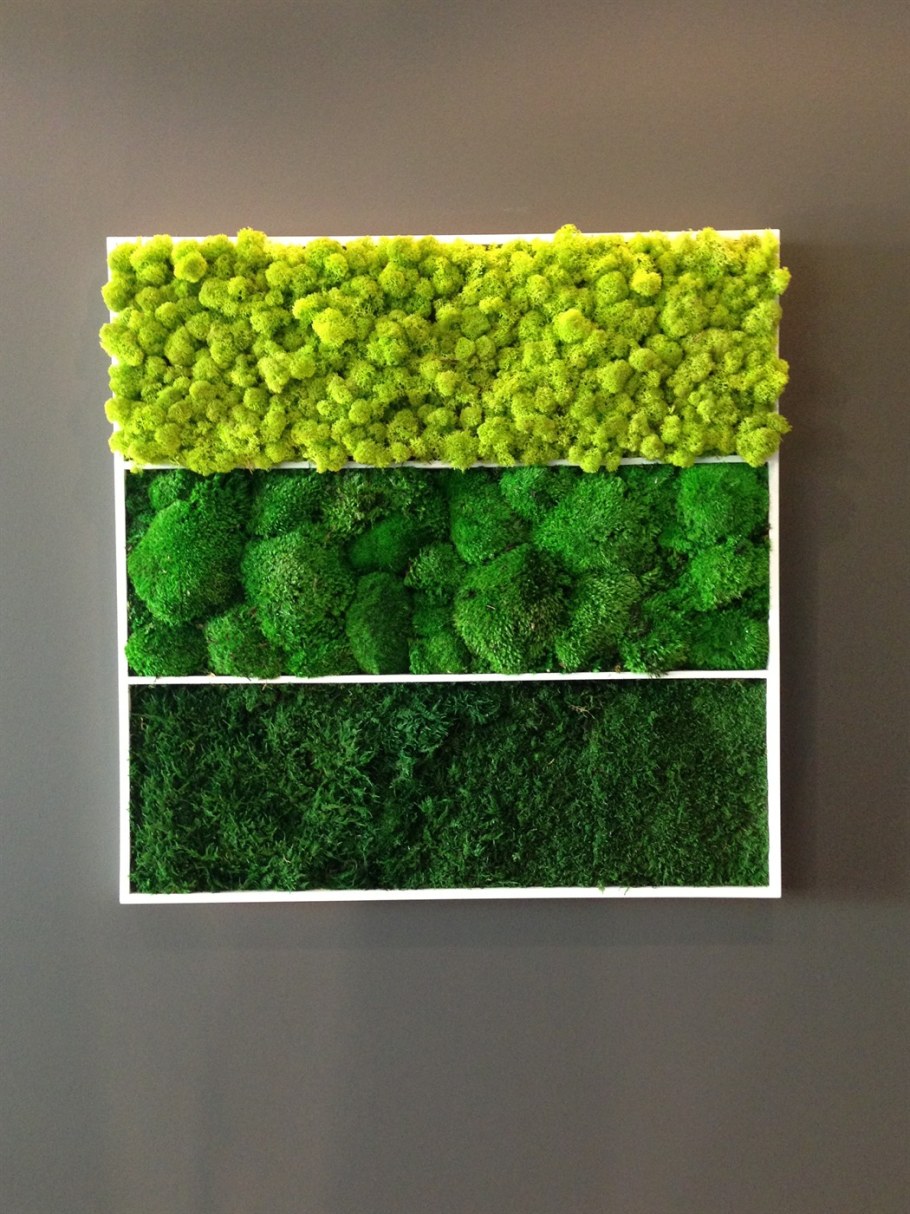 Мох ягель стабилизированный