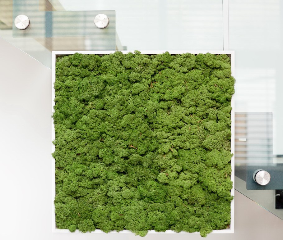 Стабилизированный мох Леонардо