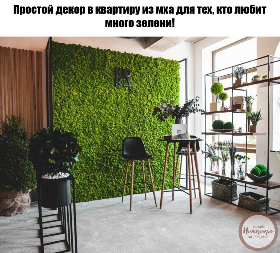 Скандинавский мох ягель