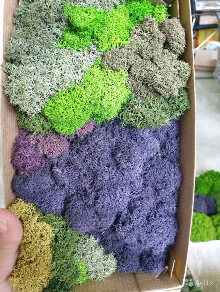 Мох ягель стабилизированный