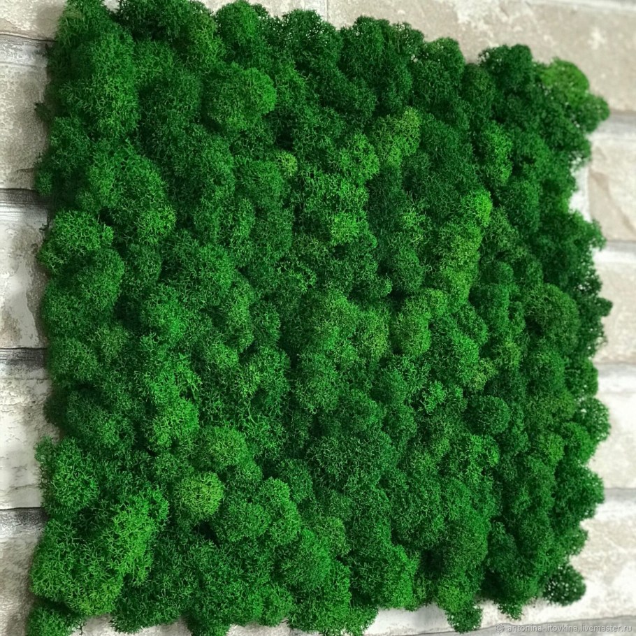 Сфагнум стабилизированный