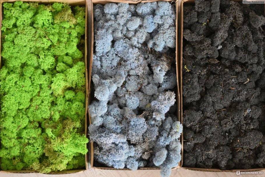 Yagel Олений мох stabilizirovanniy