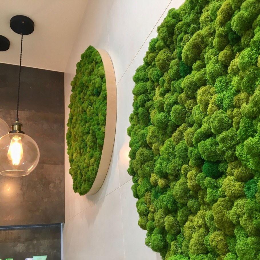 Мох ягель в интерьере