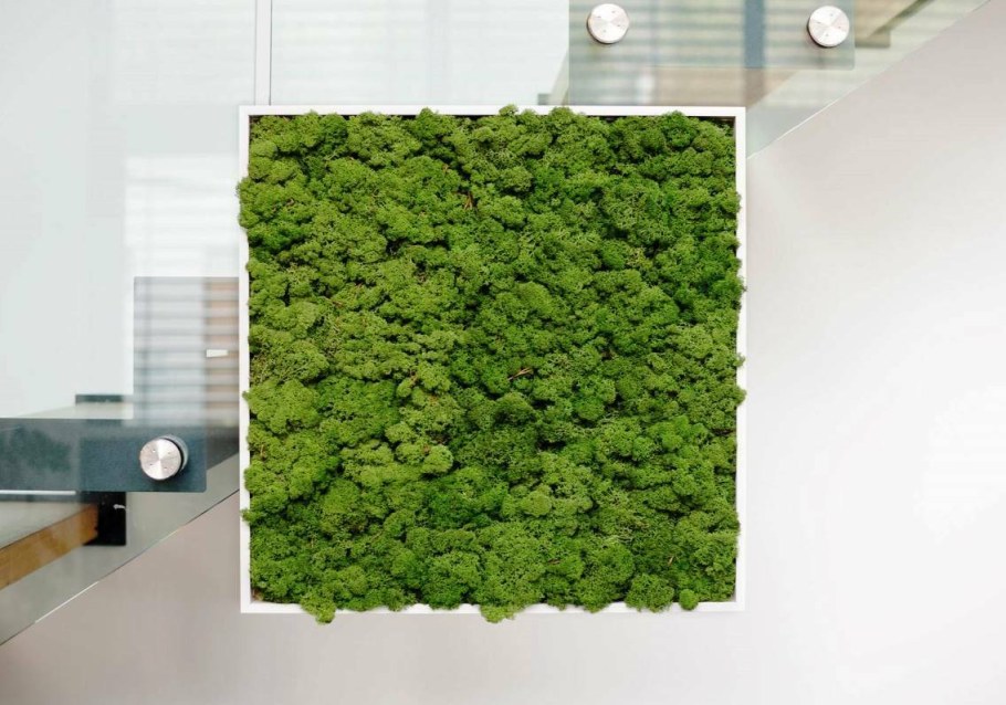 Мох ягель на стене