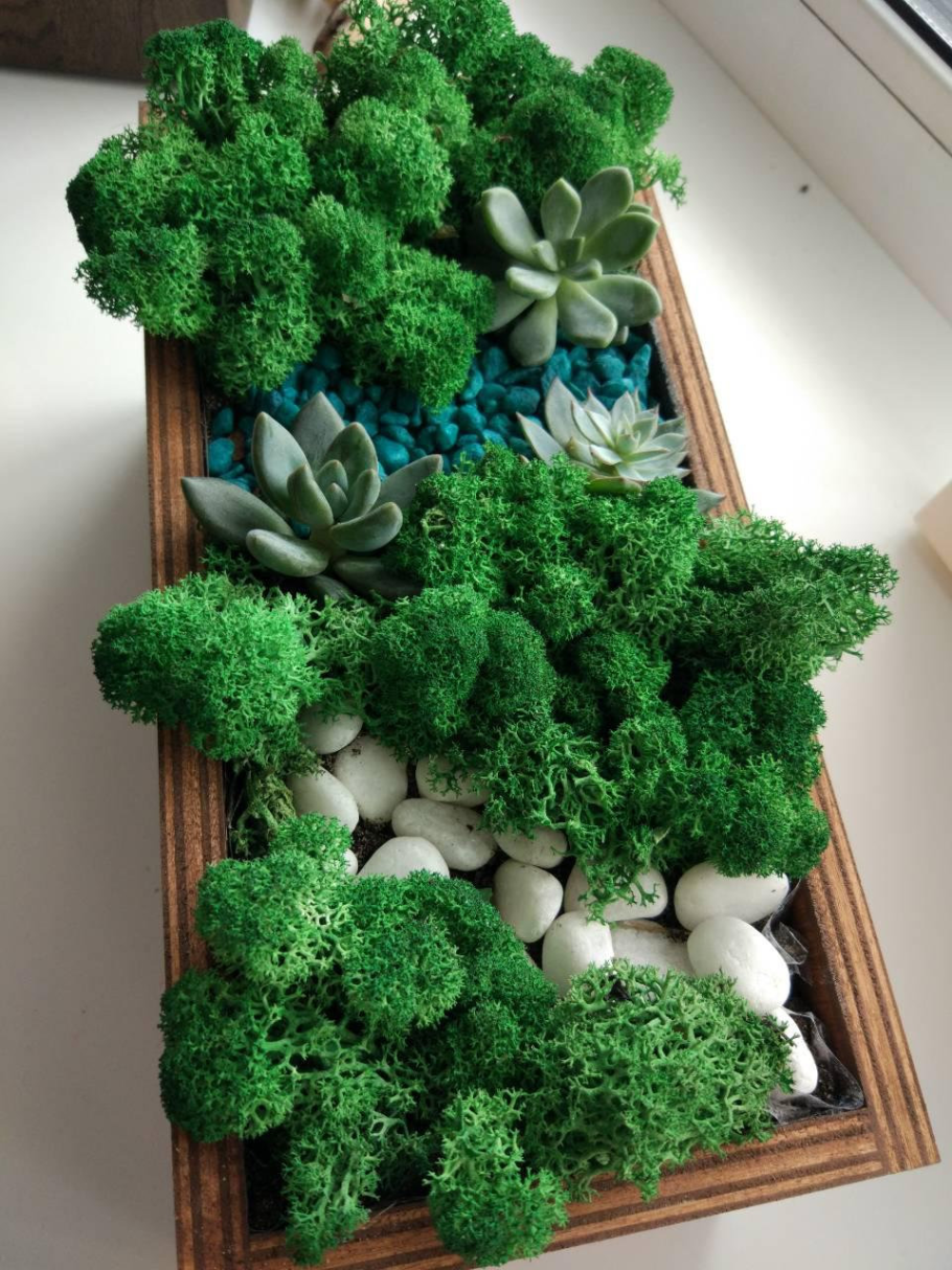 Ягель Фитодекор