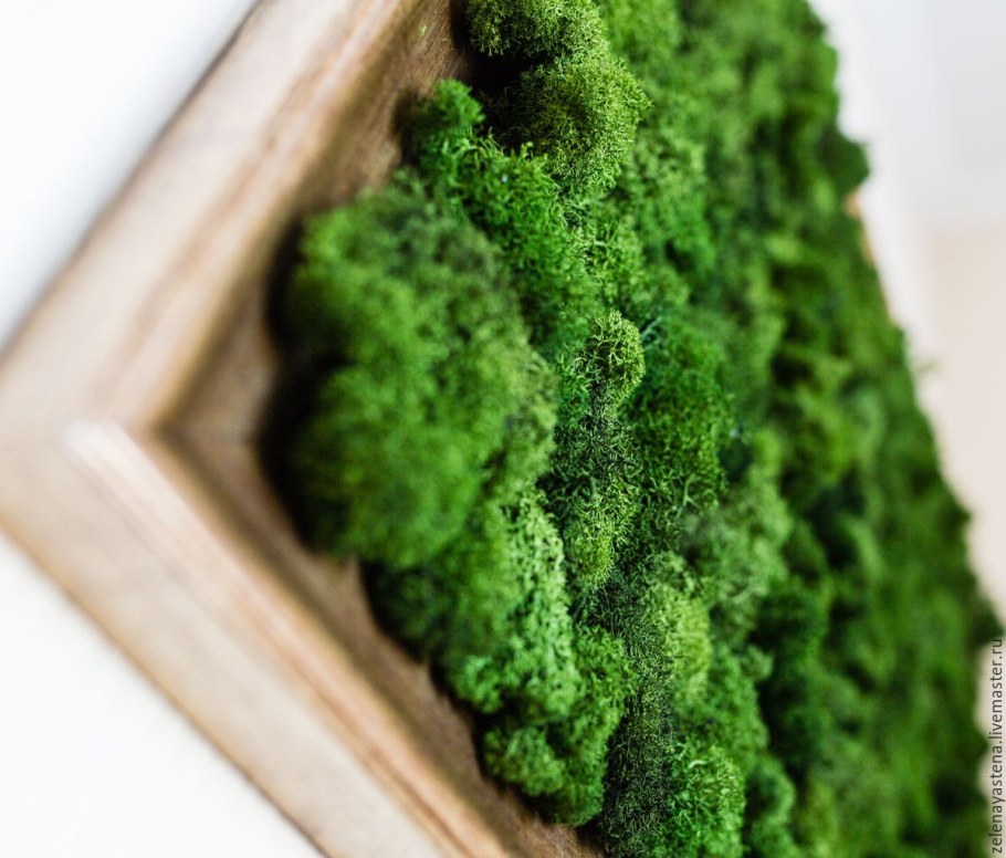 Стратифицированный мох