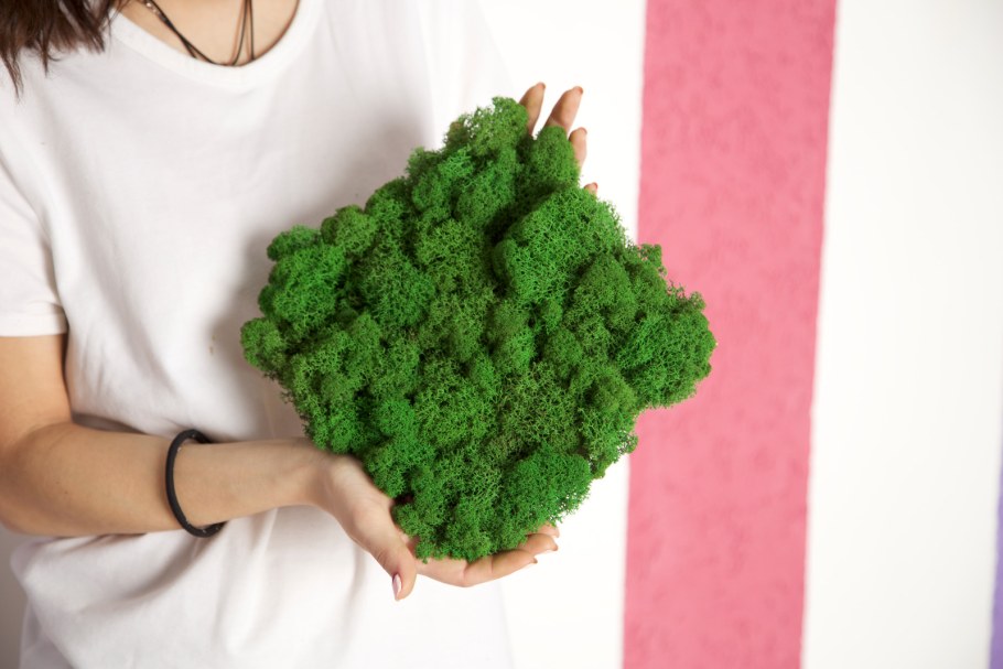 Мох ягель стабилизированный