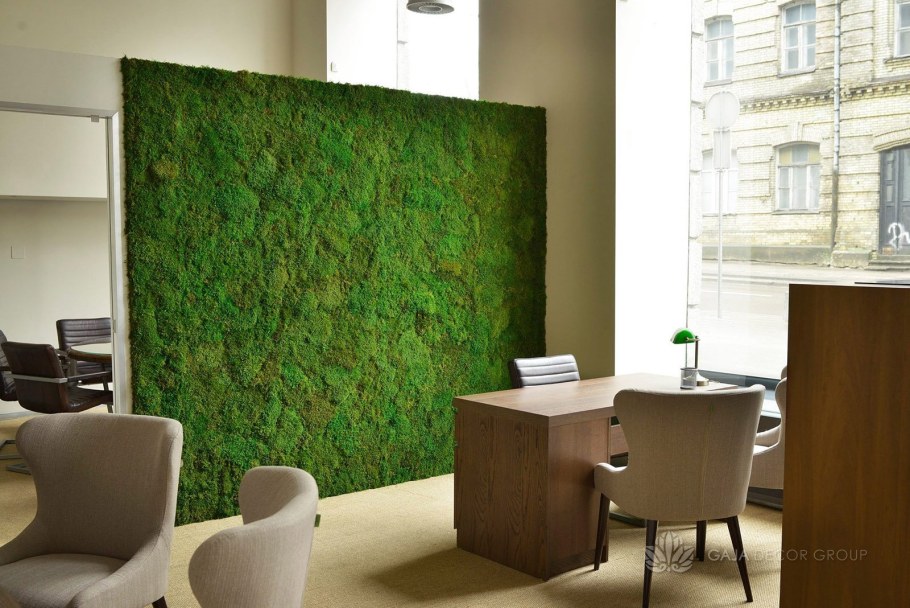 Мох ягель фитостена