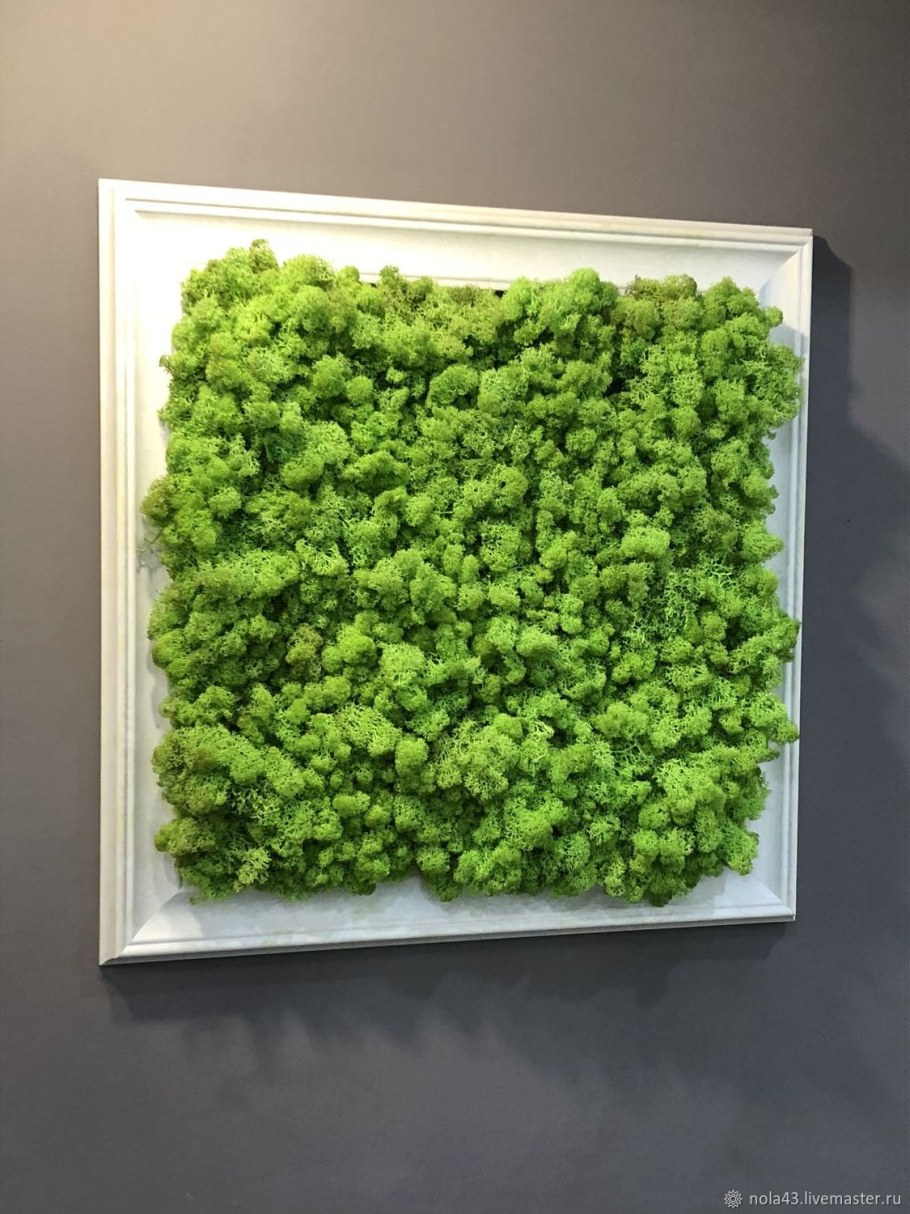 Мох ягель стабилизированный