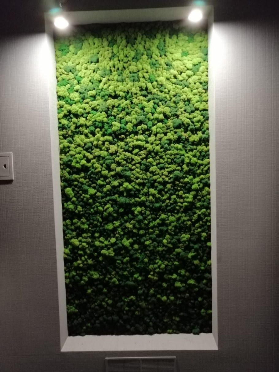 Стена из стабилизированного мха ягель