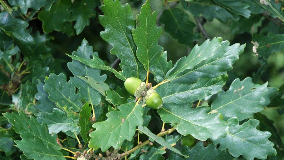 3. Quercus Robur- дуб черешчатый