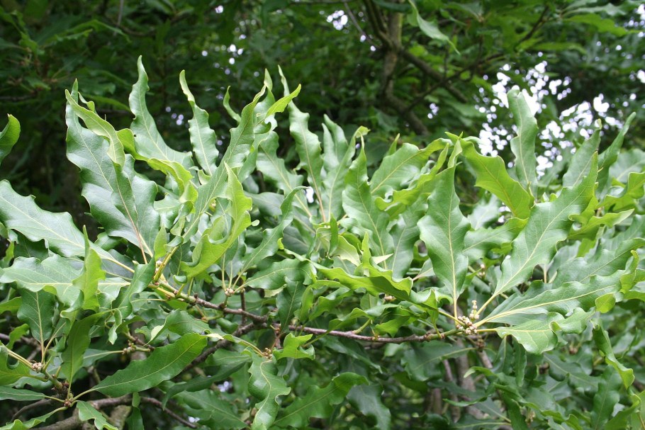 Дуб скальный (Quercus petraea Matt. Leabl.)