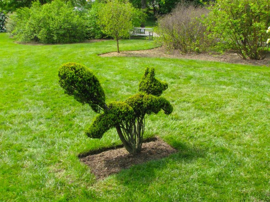 Топиарная стрижка туи