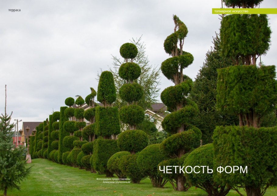 Туя Смарагд ниваки