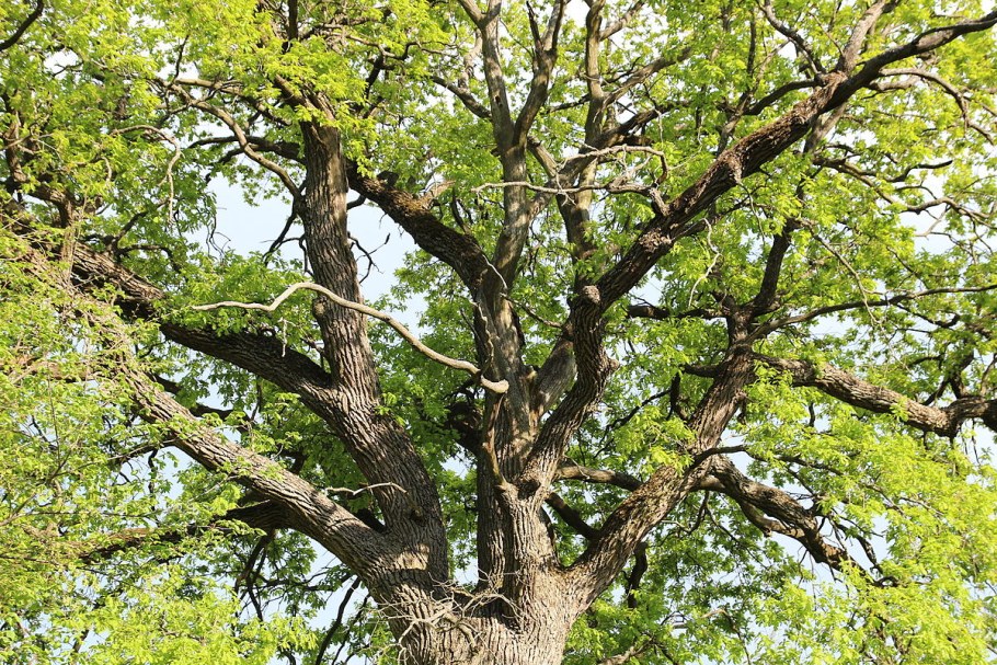 Дуб черешчатый (Калининградская область)