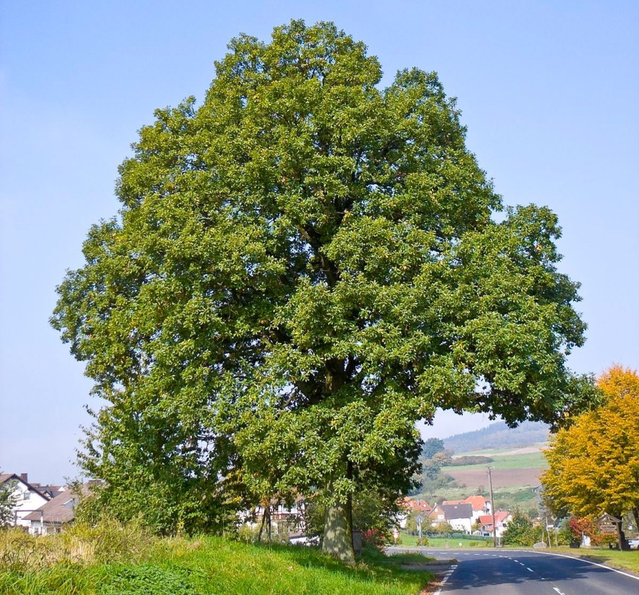 Дуб Крымский черешчатый