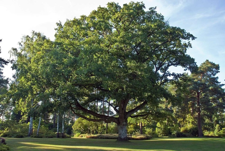 Дуб каменный (Quercus Ilex l.)