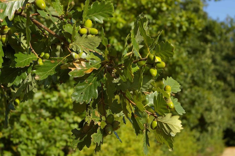 Крымский дуб скальный