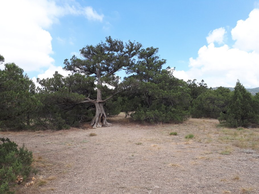 Кавказский скальный дуб