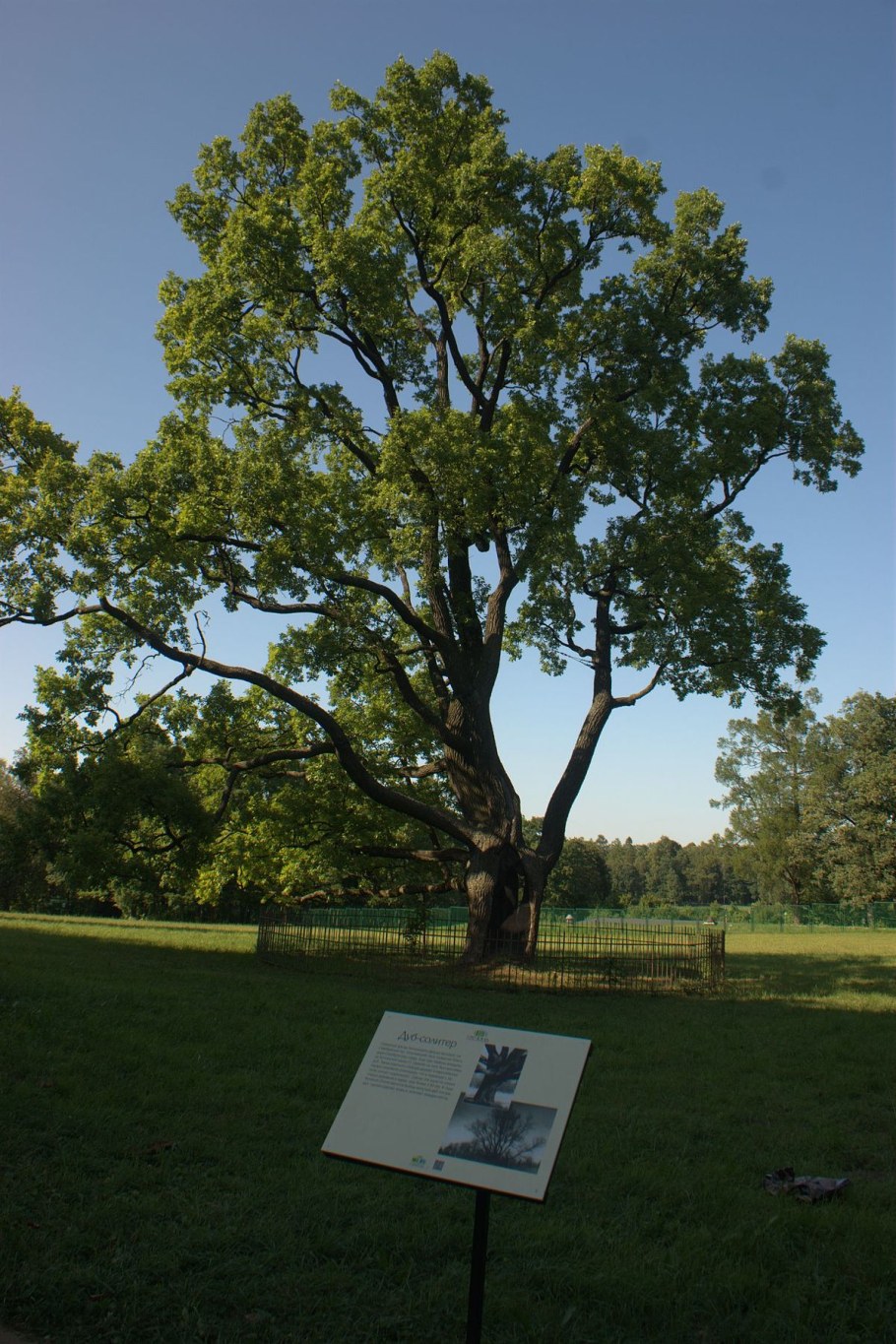 Дуб в Гатчине