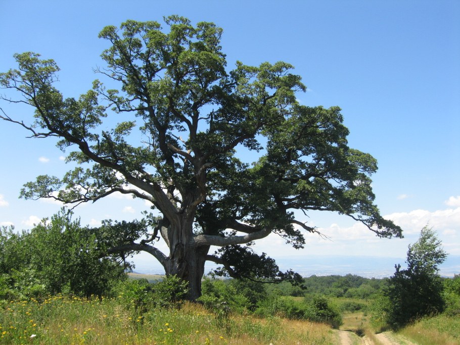 Скалистый дуб в Крыму