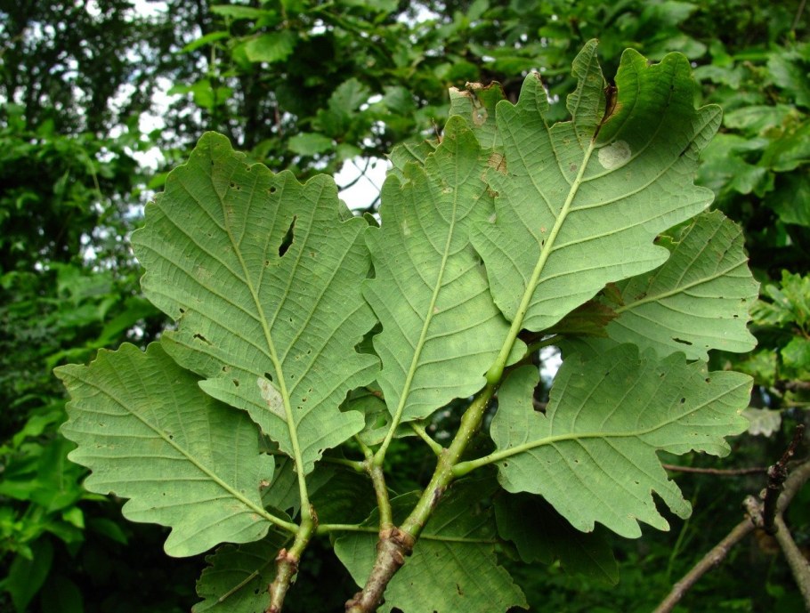 Дуб скальный Quercus petraea