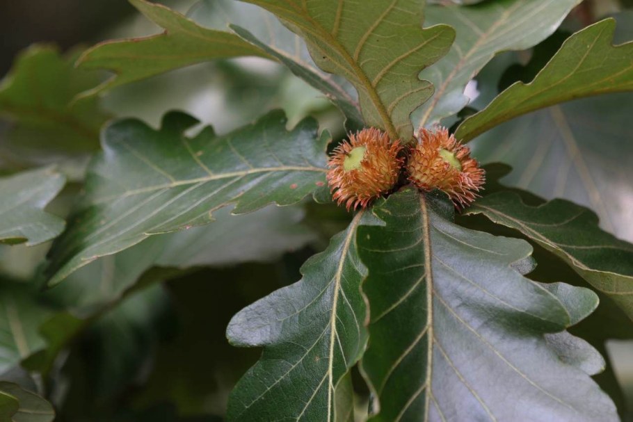 Кверкус каштанолистный