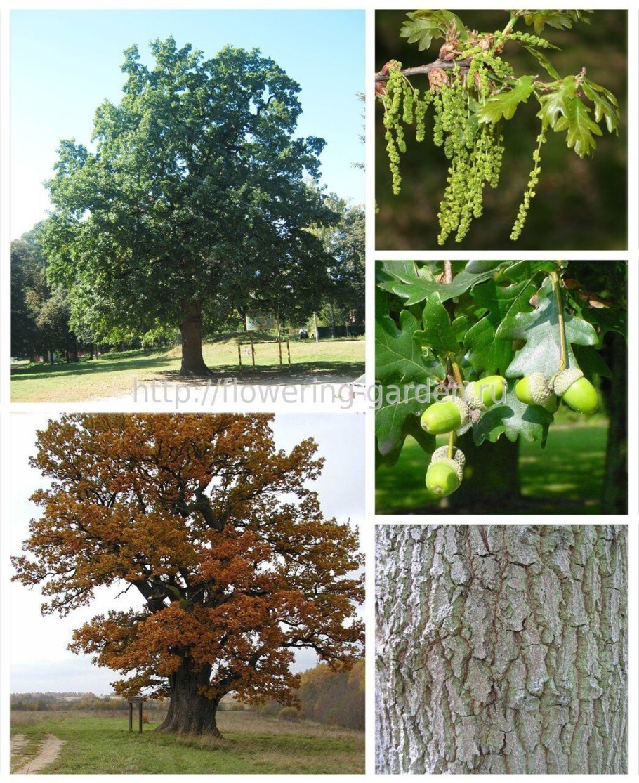 Дуб черешчатый, летний (Quercus Robur)