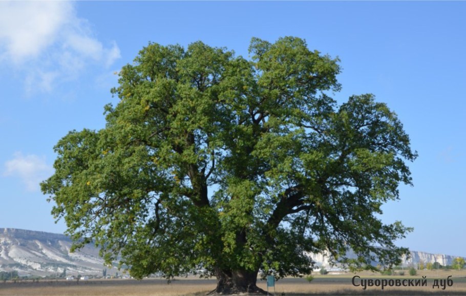Суворовский дуб в Крыму