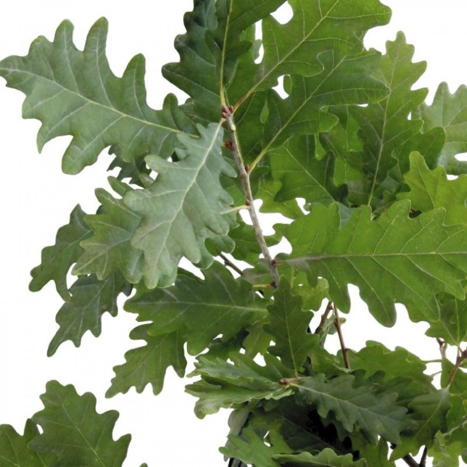 Дуб скальный Quercus petraea