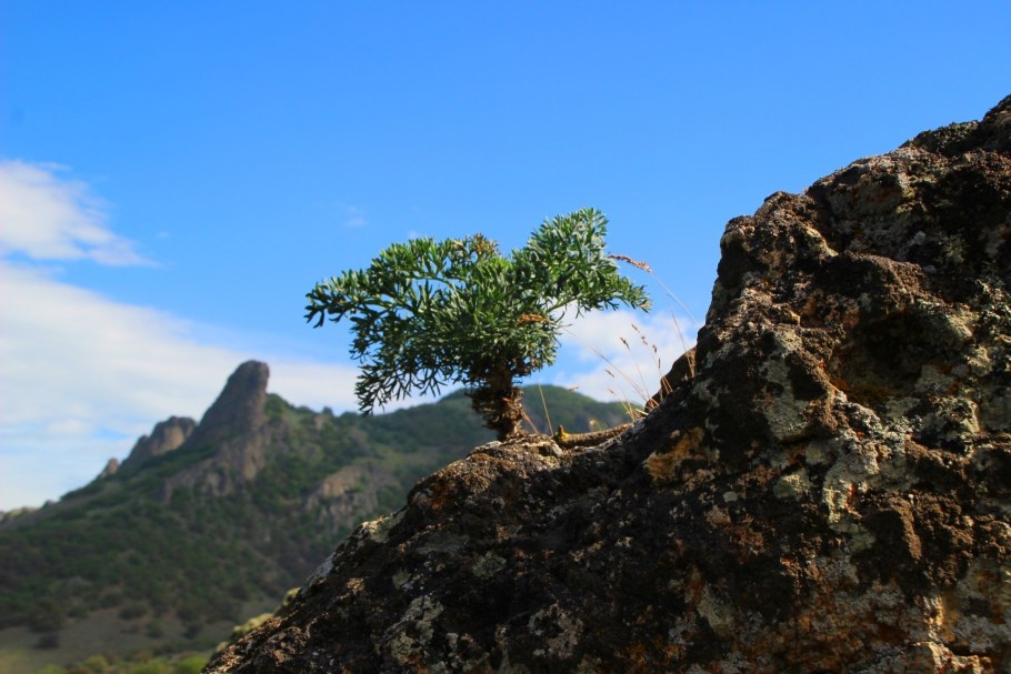 Дуб скальный Quercus petraea