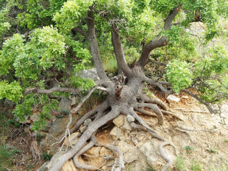 Скальный дуб Уэльс