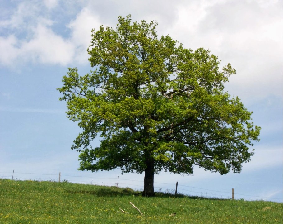 Дуб черешчатый (Quercus Robur)