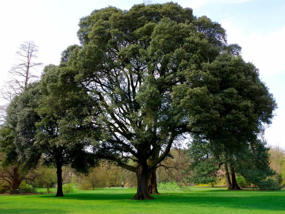 Дуб каменный Quercus Ilex