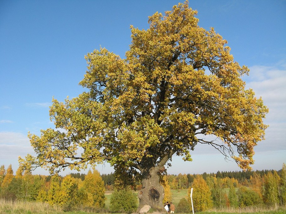 Дуб черешчатый Анапа