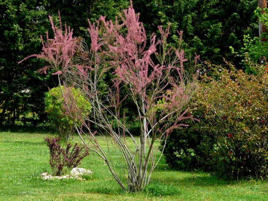 Тамарикс многоветвистый