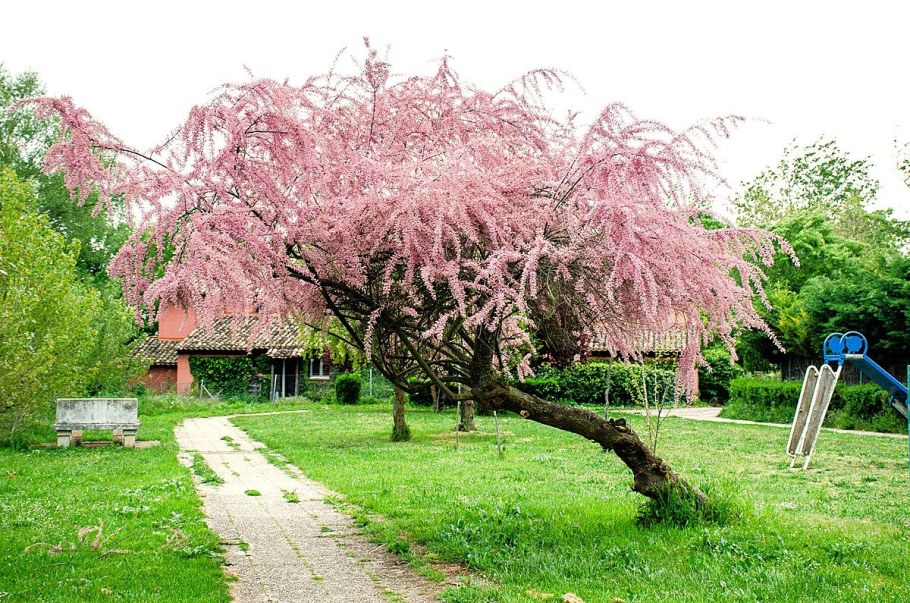 Куст тамарикс