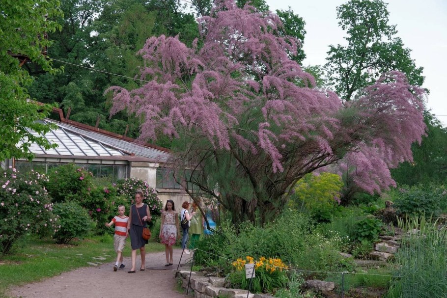 Тамарикс бисерник