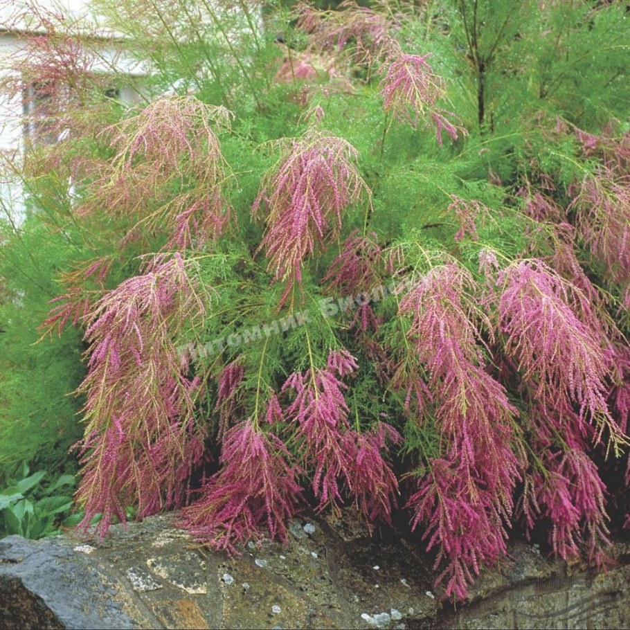 Тамарикс rubra