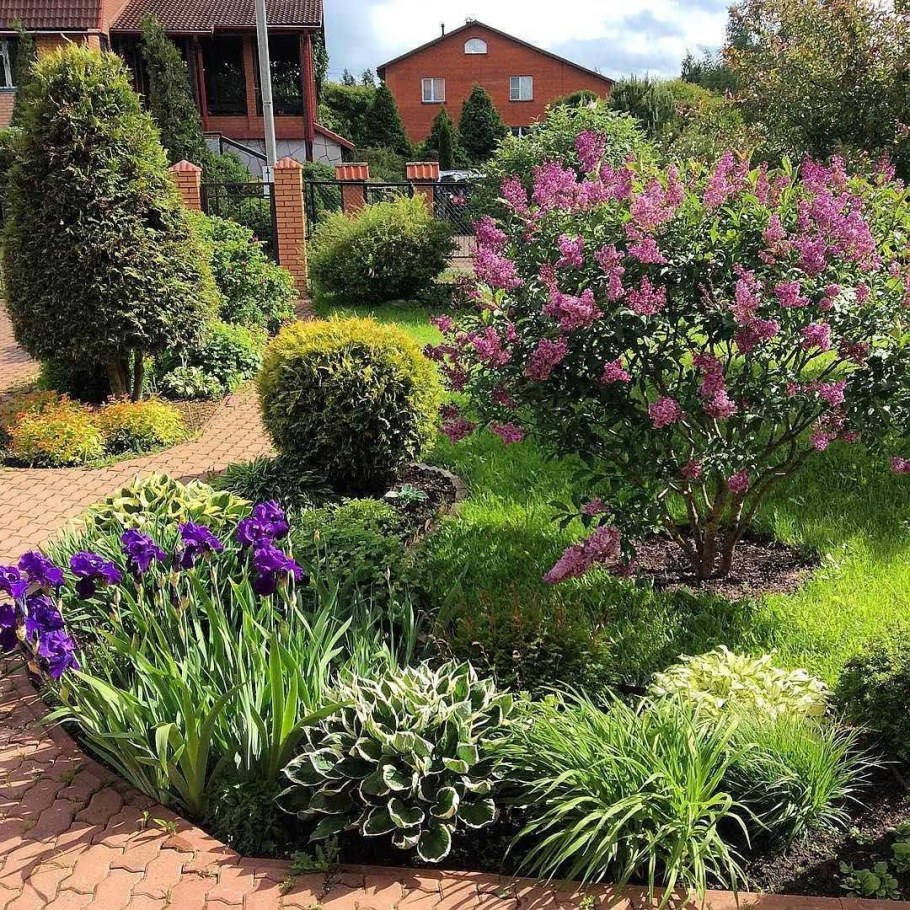 Сирень Мейера Палибин