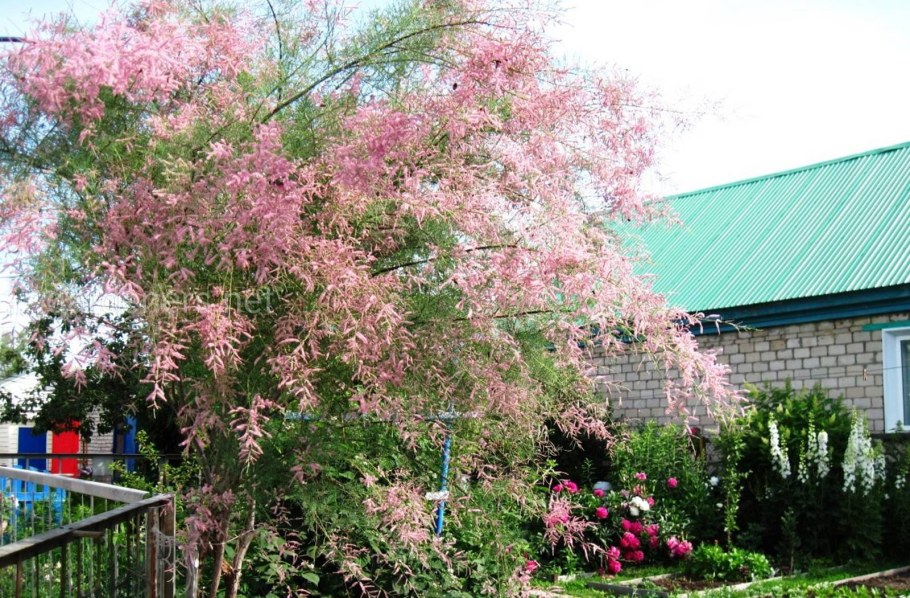 Тамарикс бисерник