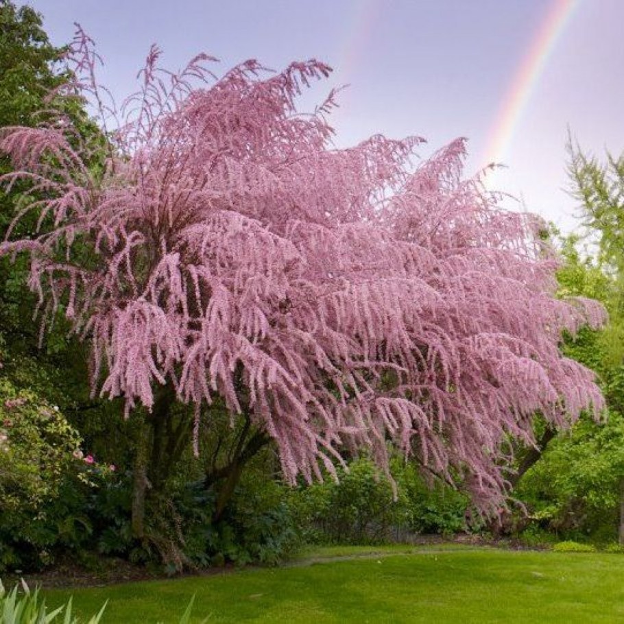 Тамарикс Африкана