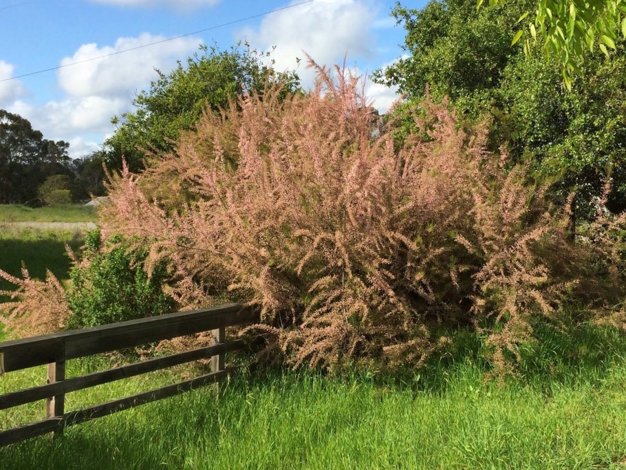 Тамарикс четырехтычинковый Африкана